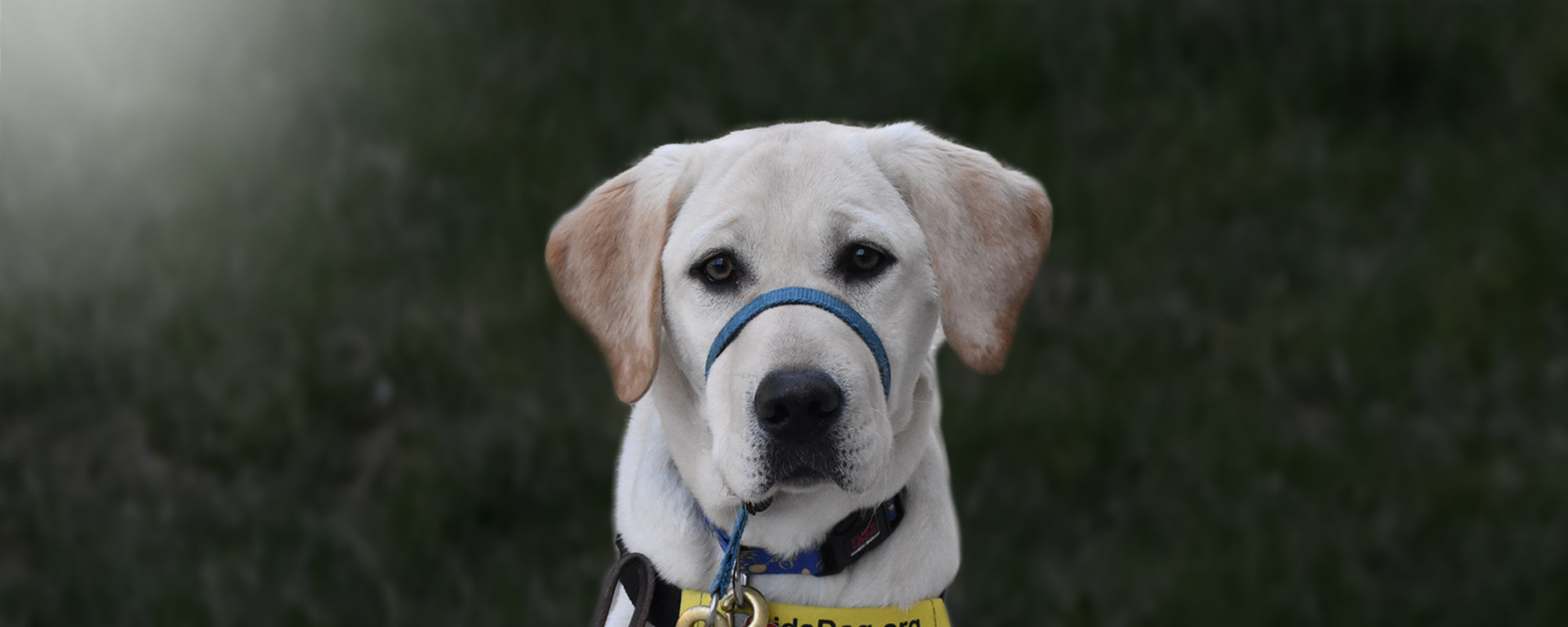Paws with Purpose: How SPA’s Puppy Fleet Supports Veterans from the Ground Up